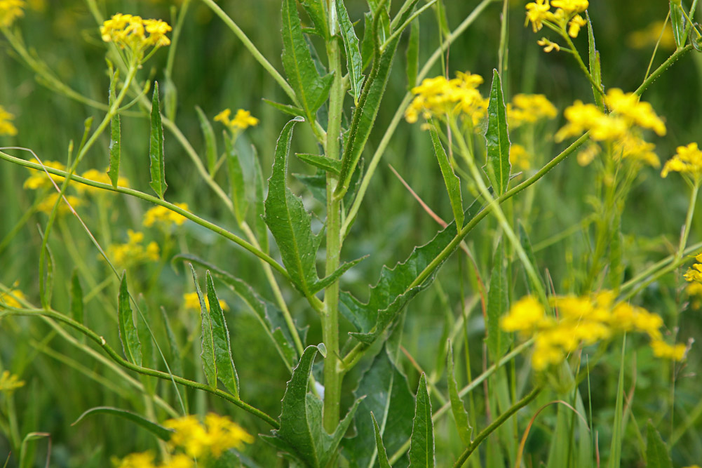 Image of Bunias orientalis specimen.