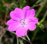 Geranium sanguineum. Цветок. Украина, Херсонская обл., Голопристанский р-н, о-в Тендровская Коса, северо-западная часть. 27 мая 2007 г.