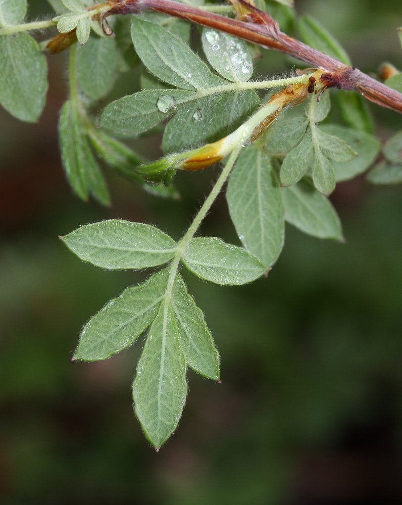 Image of Dasiphora mandshurica specimen.