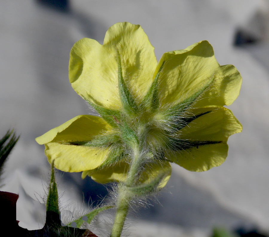 Изображение особи Potentilla callieri.