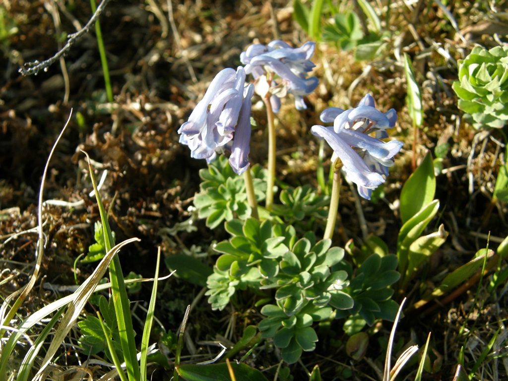 Image of Corydalis pauciflora specimen.