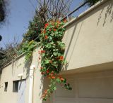 Tropaeolum majus