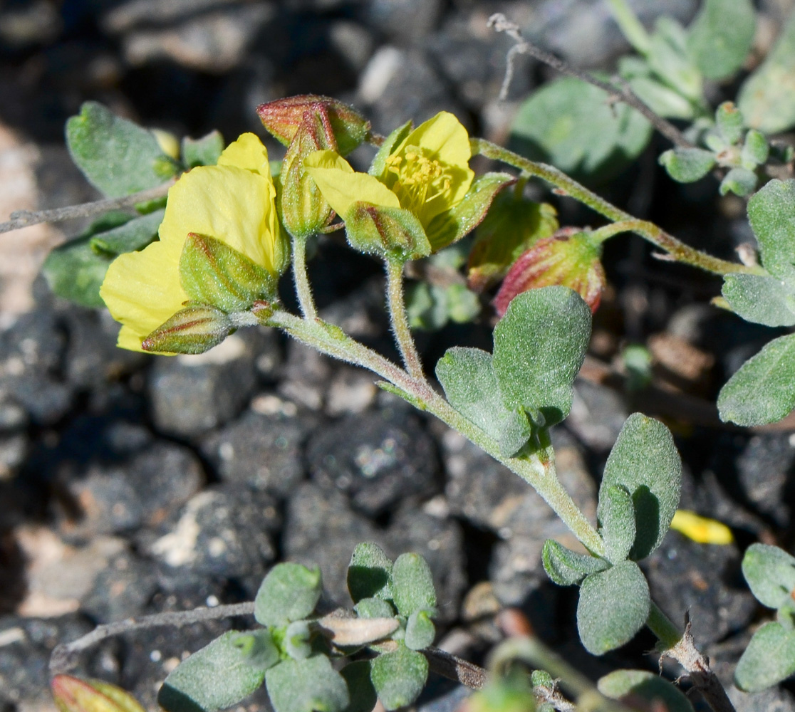 Изображение особи Helianthemum canariense.