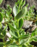 Cerastium polymorphum