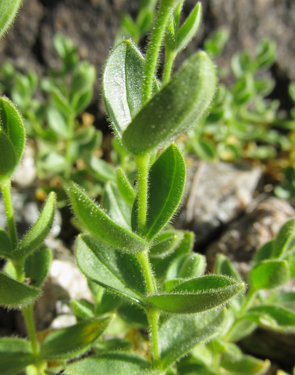 Image of Cerastium polymorphum specimen.
