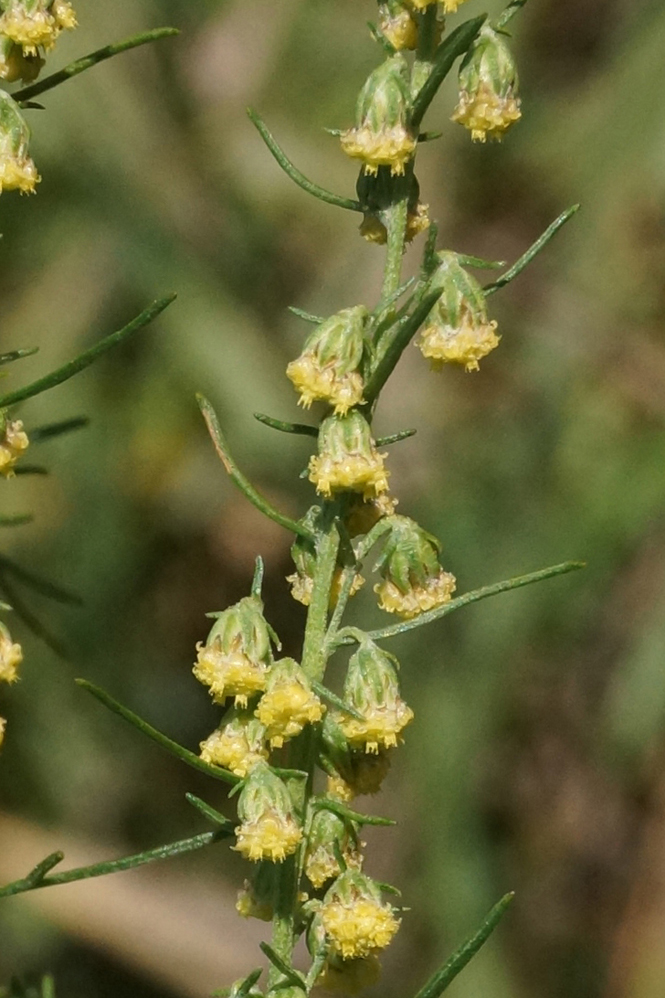 Image of Artemisia abrotanum specimen.