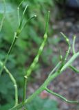 Sisymbrium strictissimum