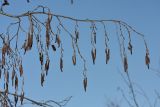 Alnus incana. Ветвь с прошлогодними соплодиями и нераспустившимися мужскими и женскими соцветиями. Санкт-Петербург, г. Ломоносов. 14.02.2010.