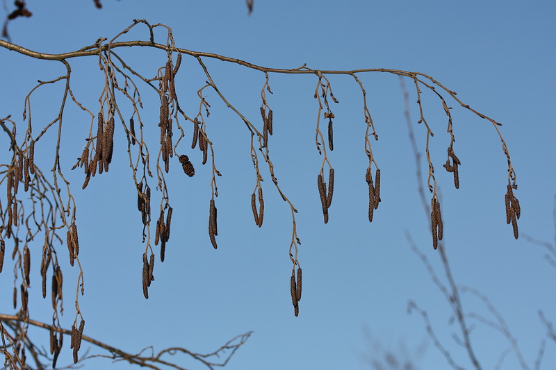 Image of Alnus incana specimen.