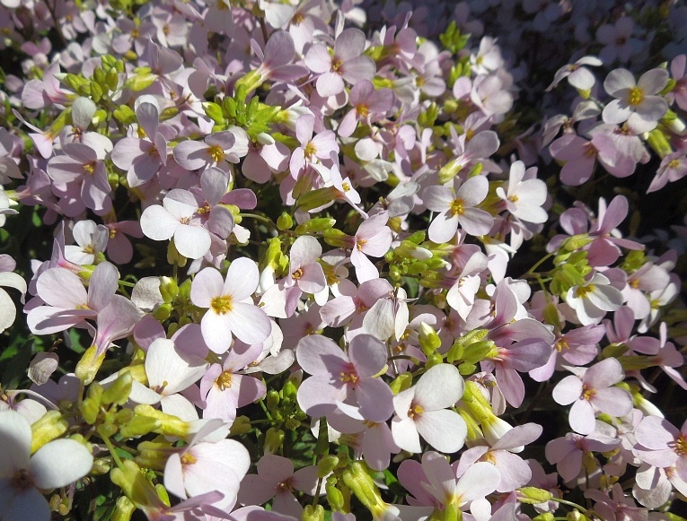 Изображение особи Arabis &times; arendsii.