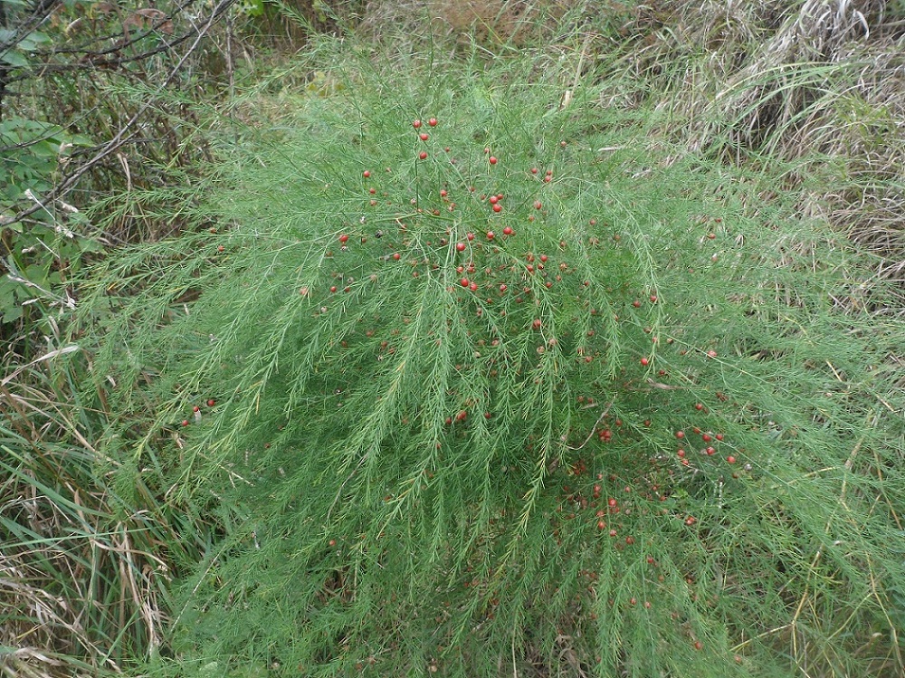 Image of Asparagus officinalis specimen.