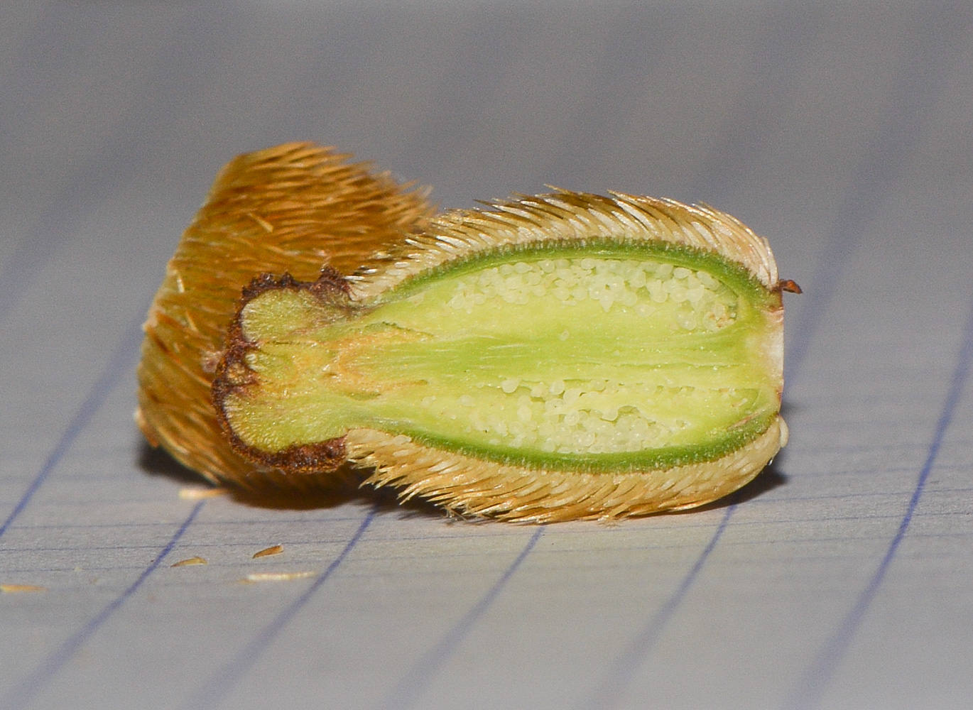 Image of Romneya coulteri specimen.