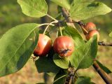 Malus prunifolia. Часть ветви с укороченным побегом и созревающими плодами. Украина, г. Луганск, в культуре. 06.09.2016.