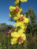 Verbascum marschallianum. Часть соцветия. Казахстан, Джунгарский Алатау, верховья Черной Речки, Лепсинский филиал Жонгар-Алатауского национального парка, Черновский участок, пояс яблоневых лесов, выс. 1200 м н.у.м. 28 августа 2016 г.