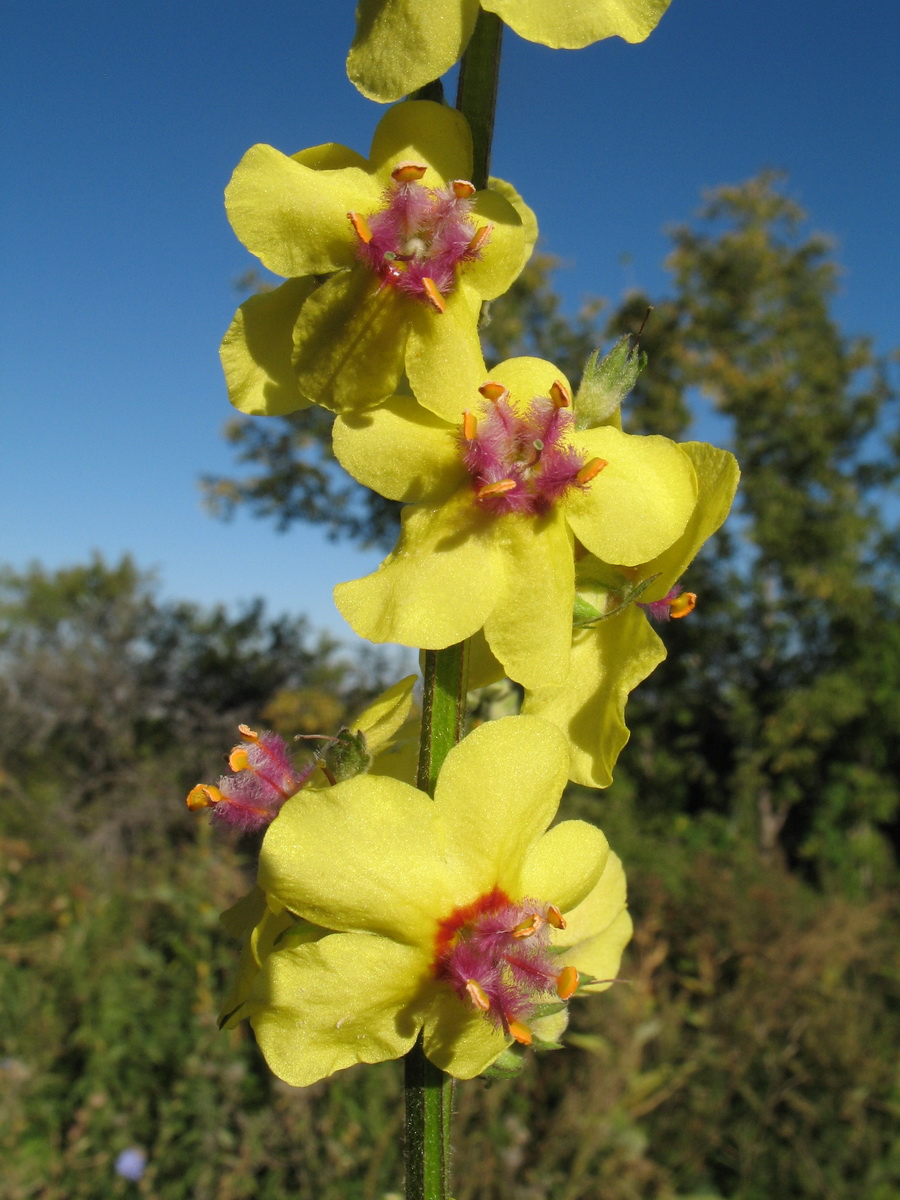 Изображение особи Verbascum marschallianum.