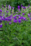 Campanula latifolia. Верхушки побегов с соцветиями. Республика Алтай, Шебалинский р-н, с. Камлак, Горно-Алтайский ботанический сад, экспозиция. 21.06.2016.