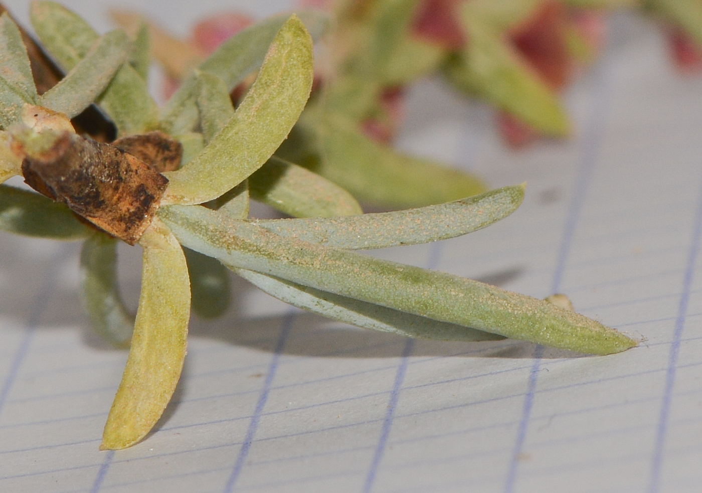 Image of Salsola oppositifolia specimen.