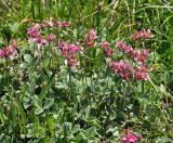 Potentilla divina