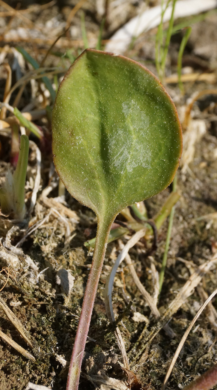 Image of Lepidium cartilagineum specimen.