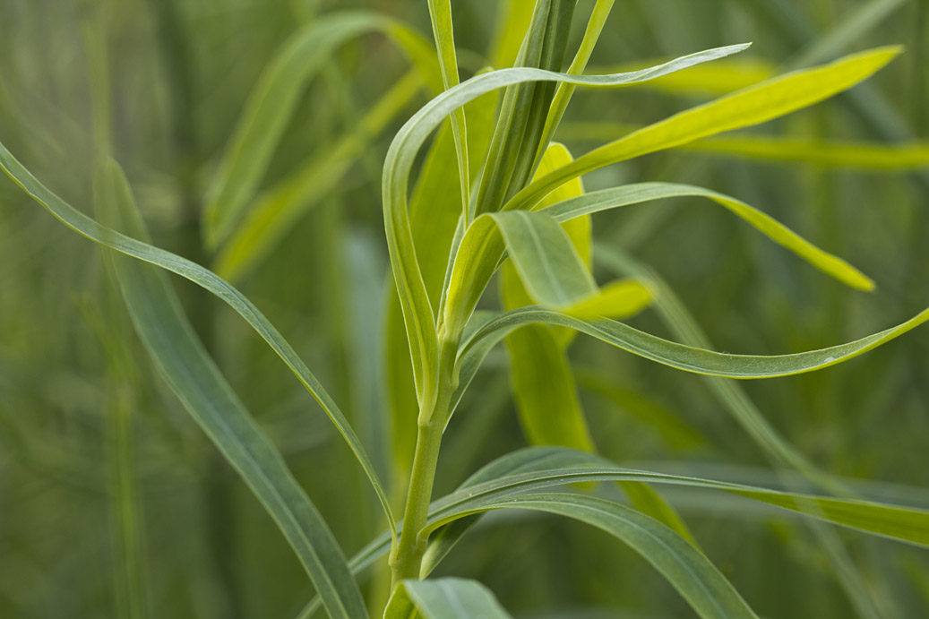 Image of Euphorbia virgata specimen.