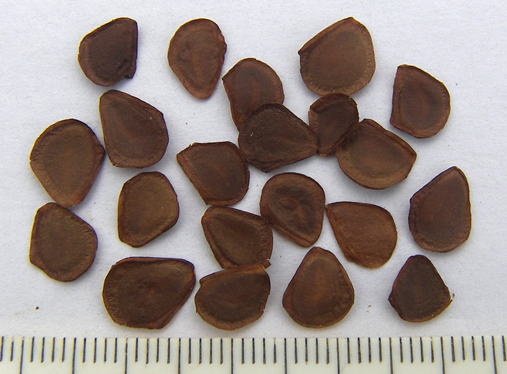 Image of Lilium pomponium specimen.