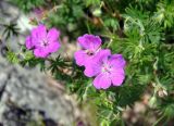 Geranium sanguineum. Цветки и листья. Крым, гора Чатырдаг (нижнее плато), каменистый участок луговой степи. 05.06.2016.
