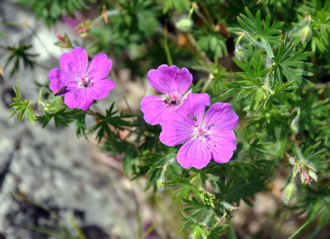 Image of Geranium sanguineum specimen.