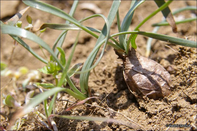 Изображение особи Sternbergia colchiciflora.