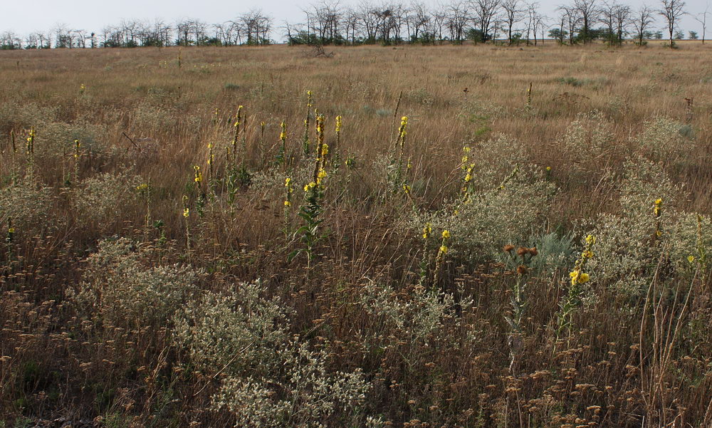 Изображение особи Verbascum phlomoides.