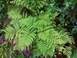 род Athyrium