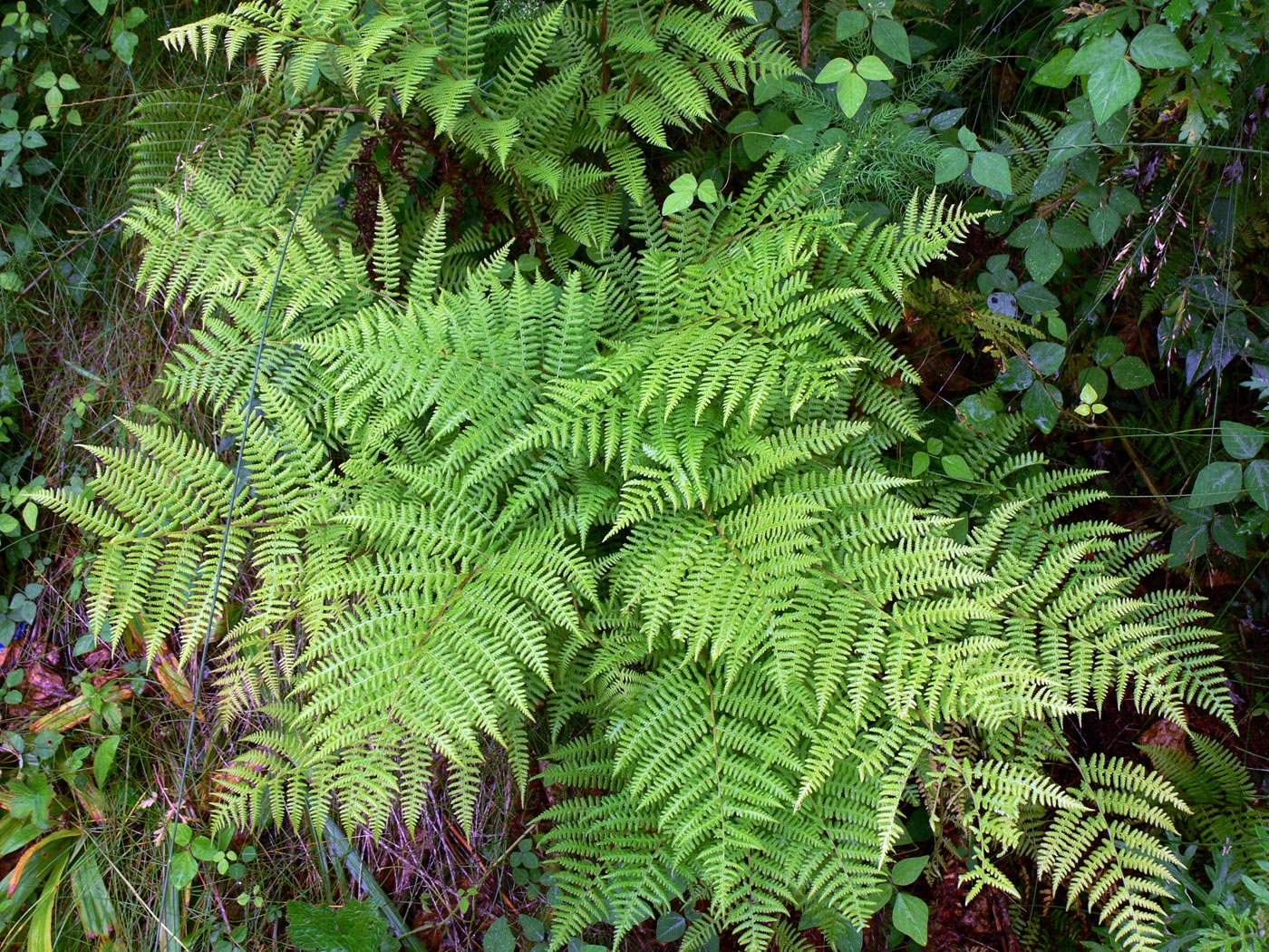 Изображение особи род Athyrium.