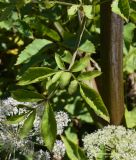 Angelica pachyptera