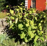 Phytolacca acinosa