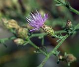 Centaurea diffusa. Соцветие. Краснодарский край, окр. Абрау-Дюрсо, урочище Сухая щель, обочина дороги. 31.07.2005.