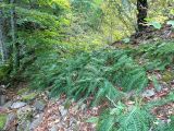 Polypodium vulgare