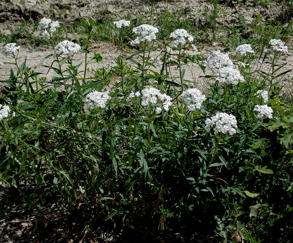Image of Achillea biserrata specimen.