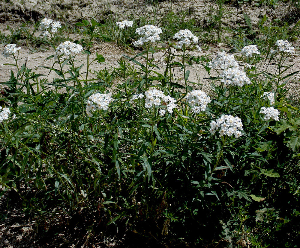 Изображение особи Achillea biserrata.