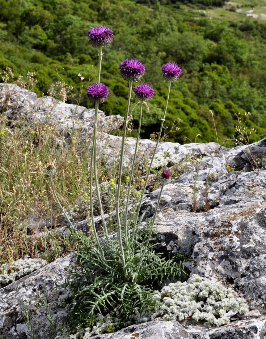 Image of Jurinea mollis specimen.