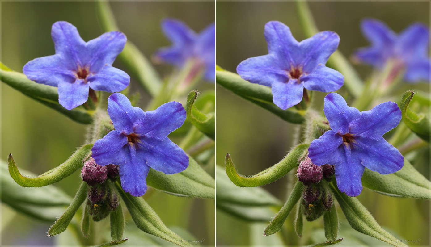 Изображение особи Aegonychon purpureocaeruleum.