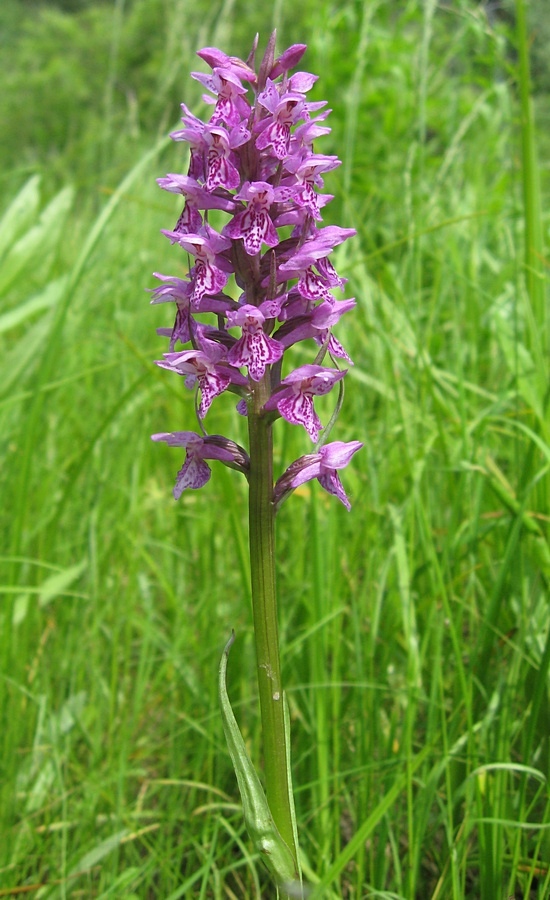 Image of Dactylorhiza sibirica specimen.