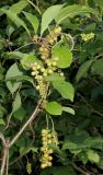 Schisandra chinensis. Часть побега с незрелыми плодами. Приморский край, Уссурийский городской округ, окр. с. Горно-Таёжное, Дендрарий ГТС им. Комарова, 06.07.2016.