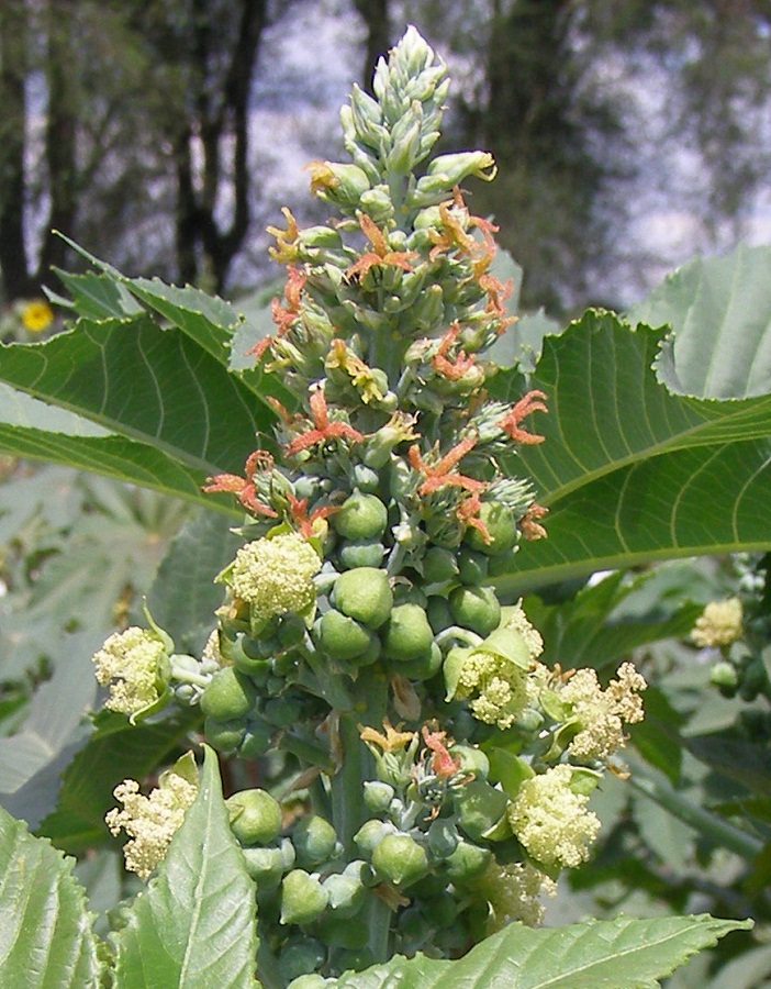Image of Ricinus communis specimen.