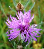 Centaurea jacea. Соцветие. Пензенская обл., Каменский р-н, окр. с. Владыкино, луг на склоне правого берега р. Малый Атмис, между \"Владыкинским\" и \"Абалдуевским\" лесами. 10 августа 2016 г.