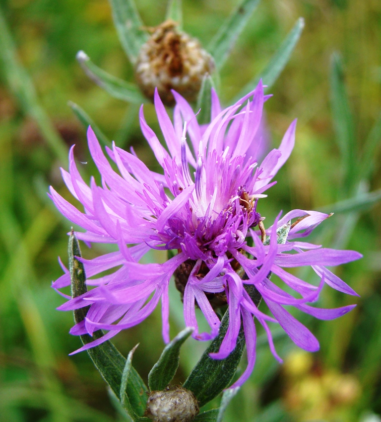 Image of Centaurea jacea specimen.