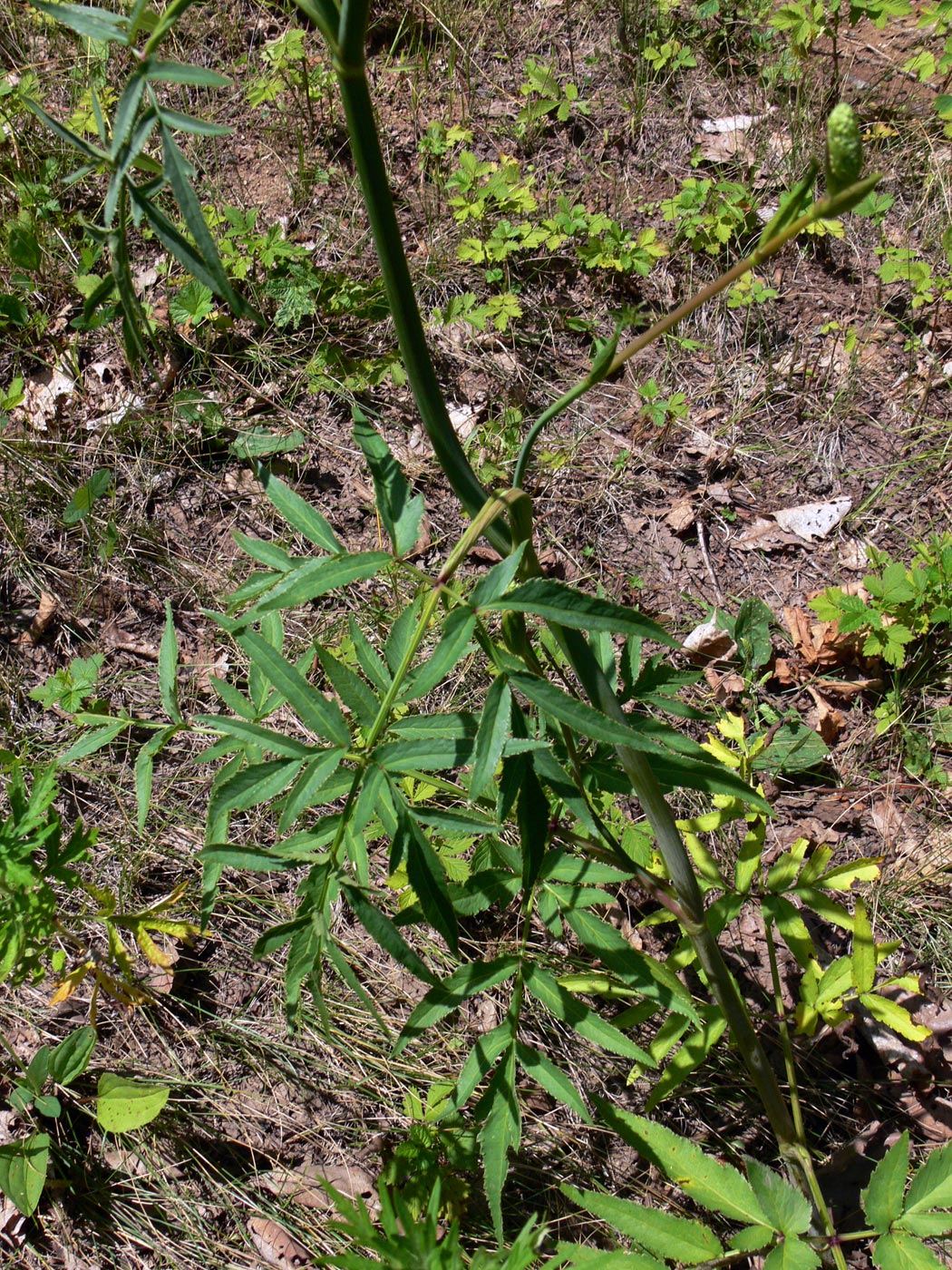 Image of Angelica czernaevia specimen.