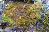 Ptilidium pulcherrimum