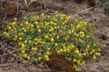 Potentilla incana