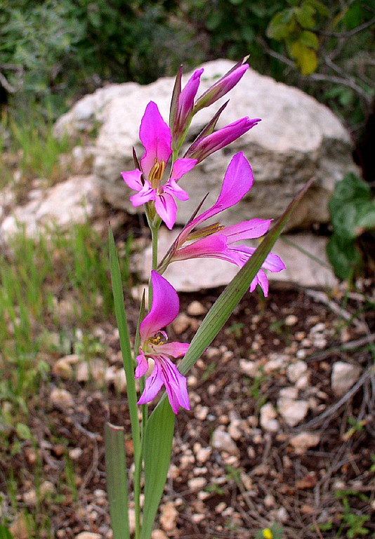 Изображение особи Gladiolus italicus.