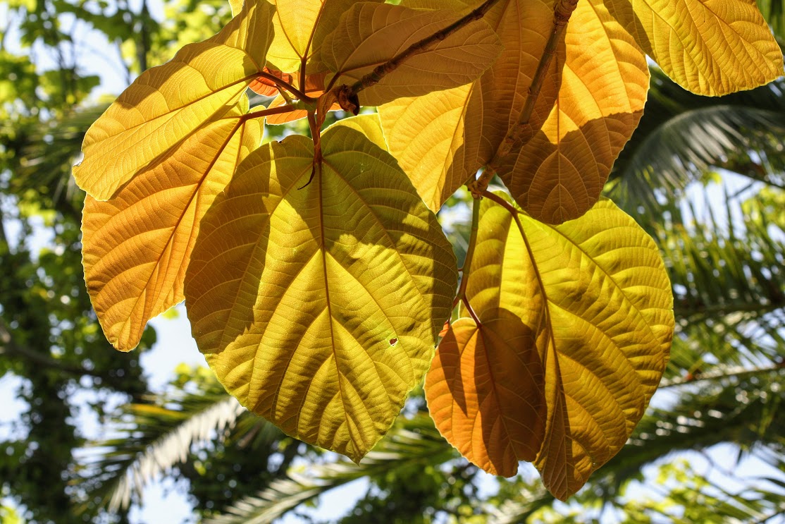 Изображение особи Ficus auriculata.