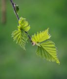 Betula pendula